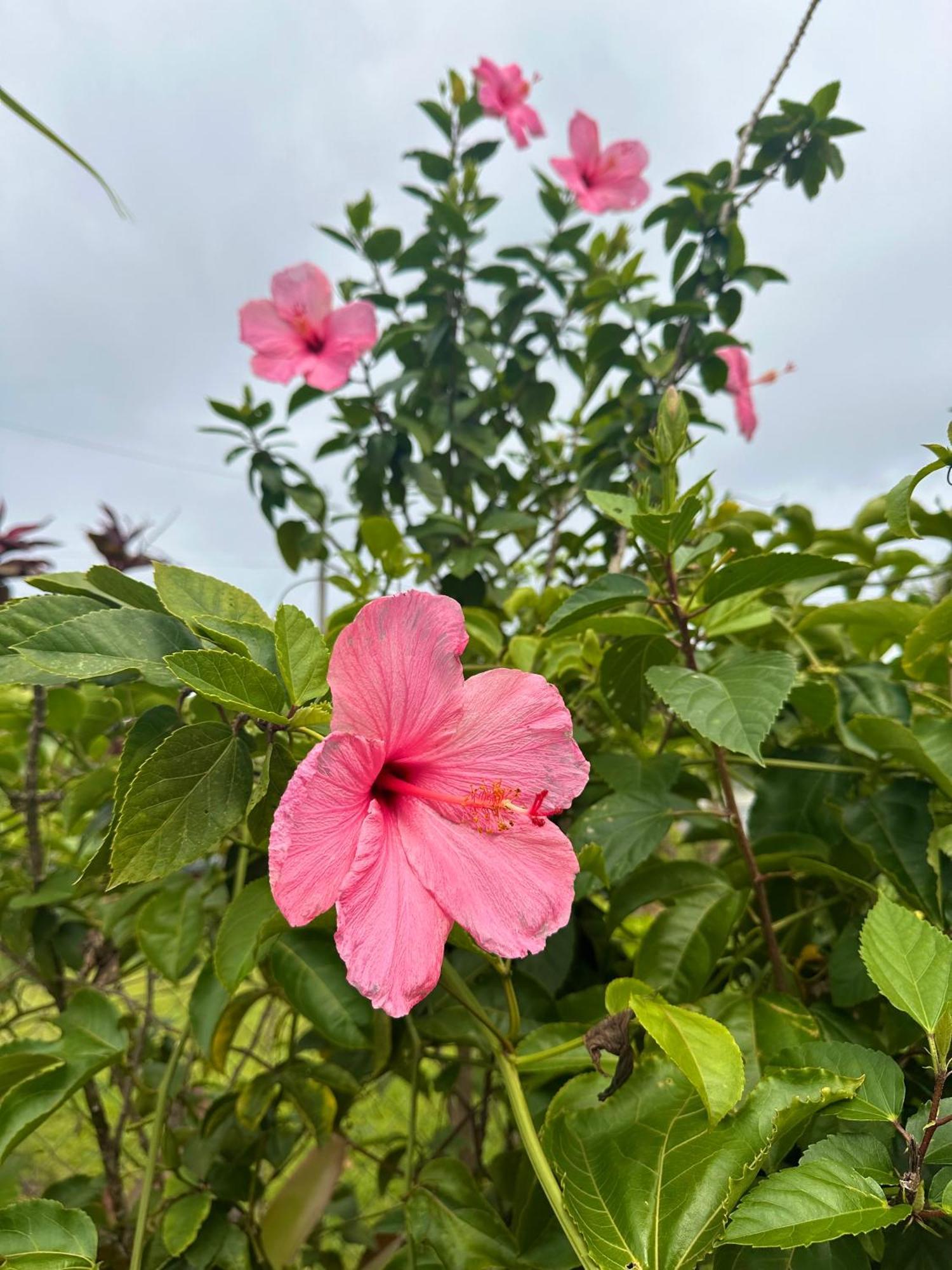 Big Island Getaway *